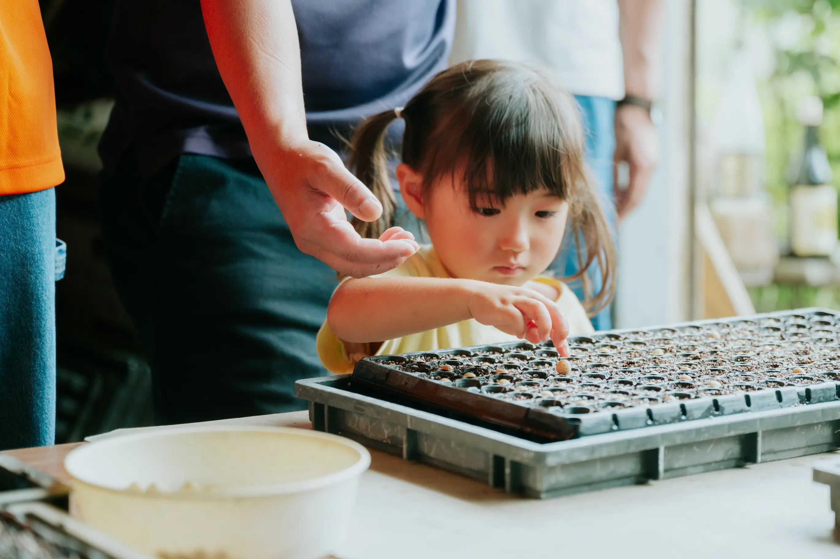 黒大豆の定植作業