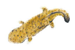 オウサンショウウオ