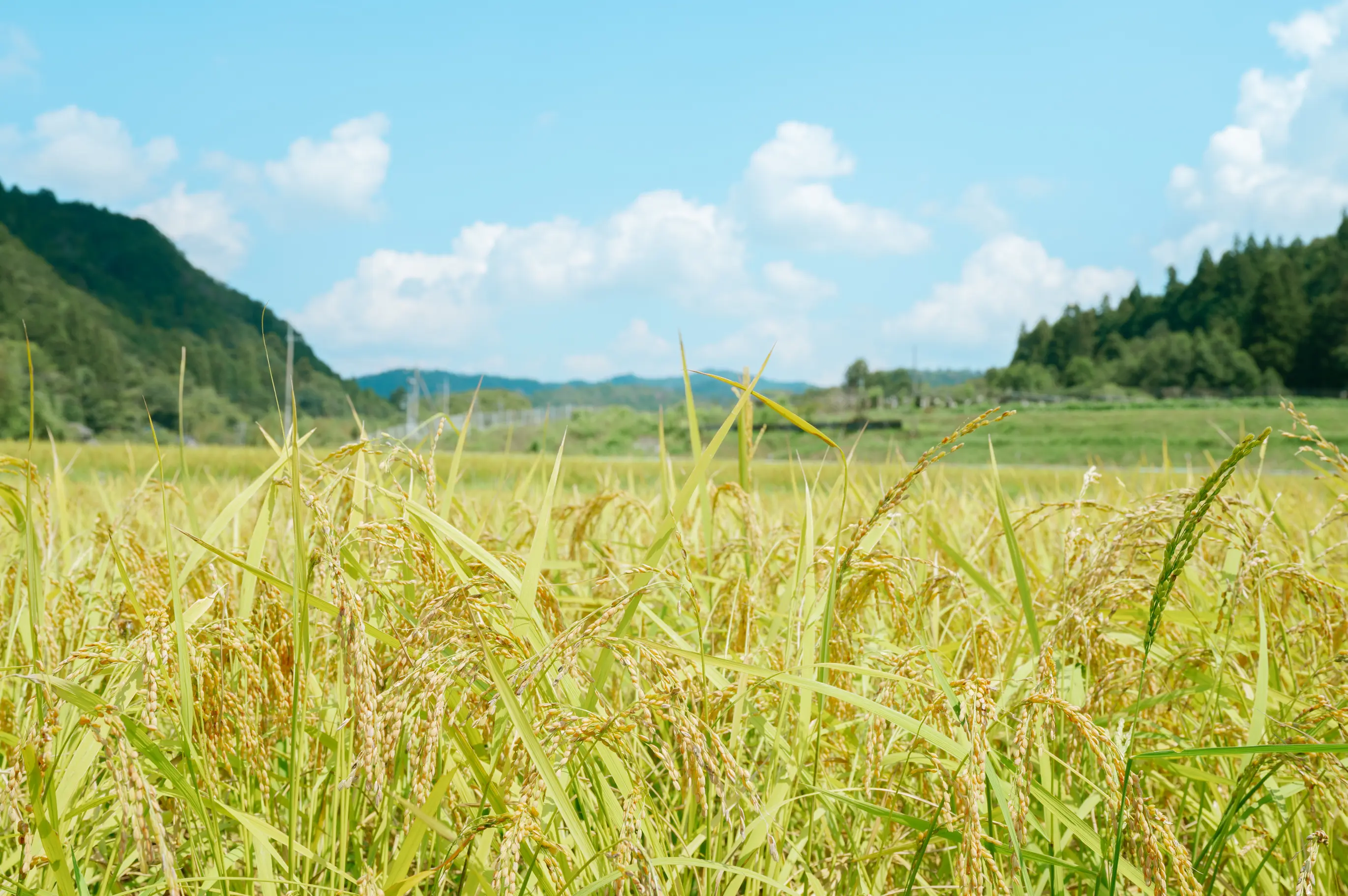 稲穂