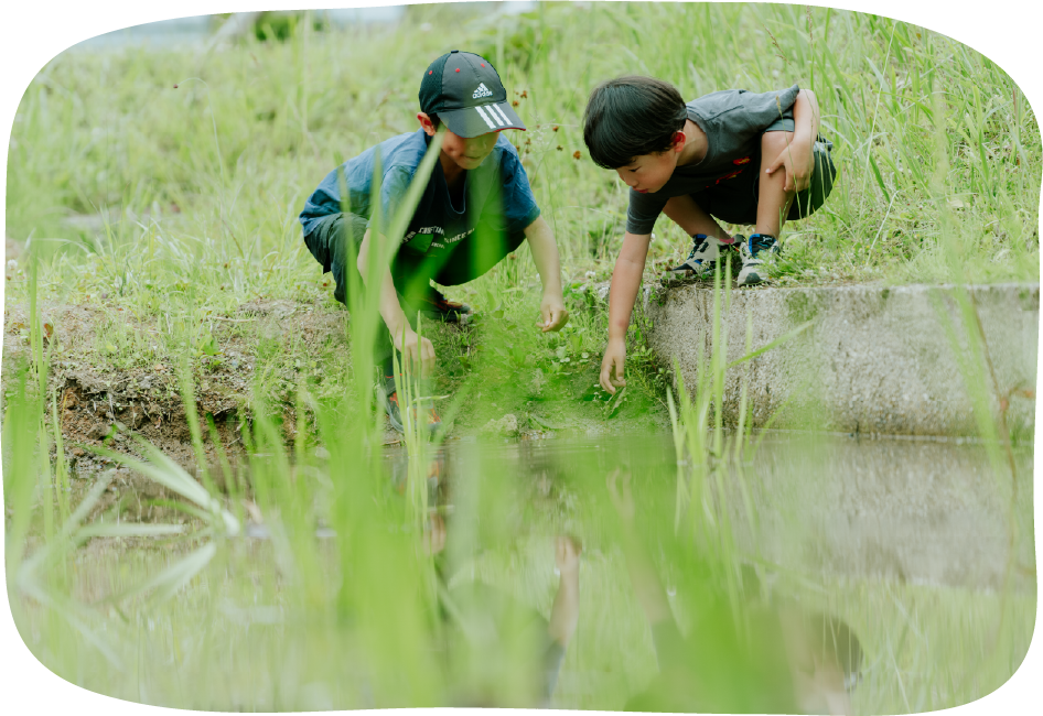 田んぼの風景